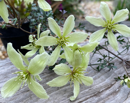 Clematis marmoraria x petriei